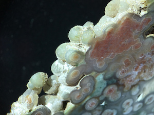 Figure 3: Exposed chalcedony botryoids on the edge of a translucent Ocean Jasper specimen. Botryoidal growth is a common habit in chalcedony, and a common archetype in Ocean Jasper. In other specimens, such botryoids can 'fall out' of a surrounding chalcedony matrix, leaving a spherical shell depression (concave). In such cases, botryoids (like spherulites) have a different formation period and are likely harder than the surrounding matrix. This specimen exhibits translucent chalcedony botryoids surrounding banded spherulites, a truly unique feature of Marovato Ocean Jasper. Lieber's Fig. 3 specimen has similarities. Specimen diagonal length ~40mm.